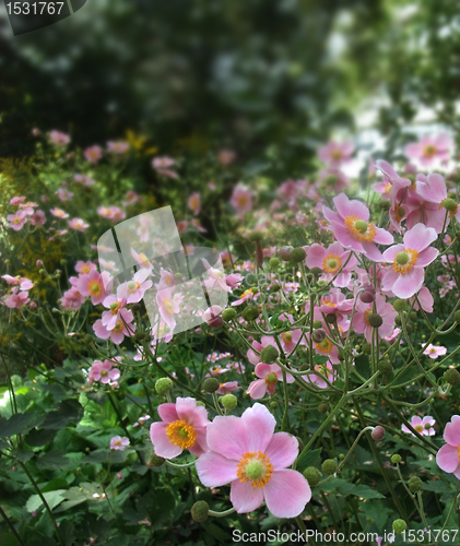 Image of pastel flowers