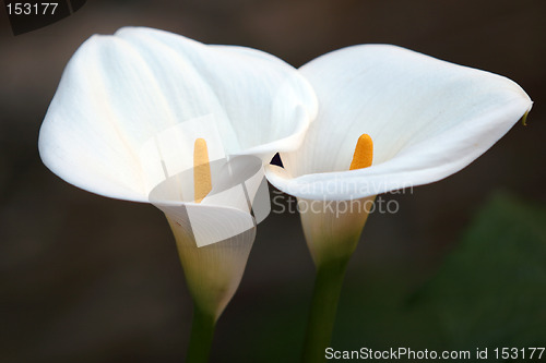 Image of Flower Couple