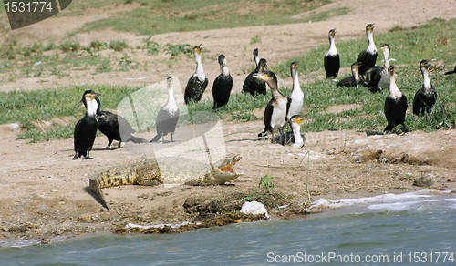 Image of birds and crocodile in Uganda