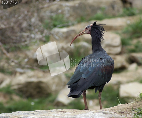 Image of Northern Bald Ibis in natural back