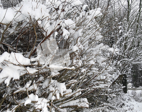 Image of snow covered twigs