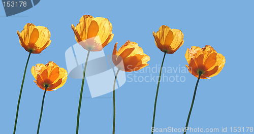 Image of Yellow poppies and blue sky