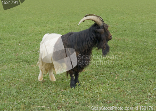 Image of Valais Blackneck goat