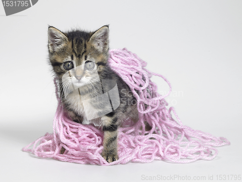 Image of kitten under wool