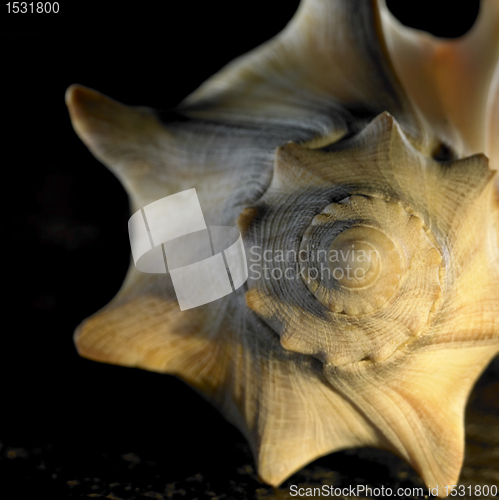 Image of yellow illuminated seashell