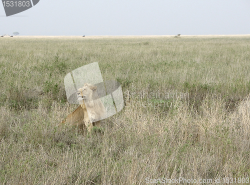 Image of male Lion in the african savannah