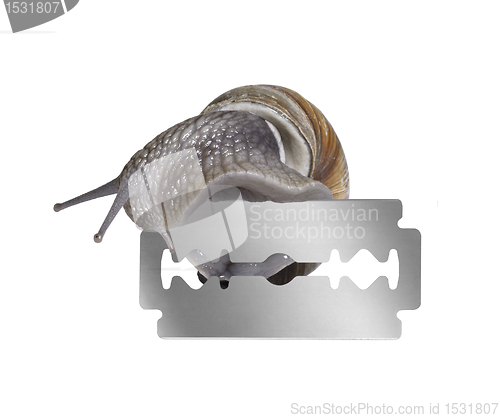 Image of Grapevine snail and razor blade