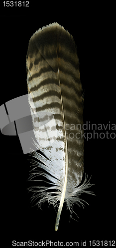 Image of raptorÂ´s feather