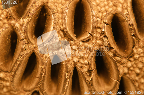 Image of pine cone closeup