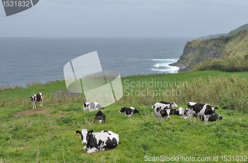 Image of cows in coastal ambiance