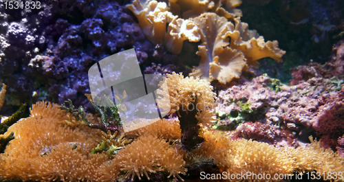 Image of underwater scenery