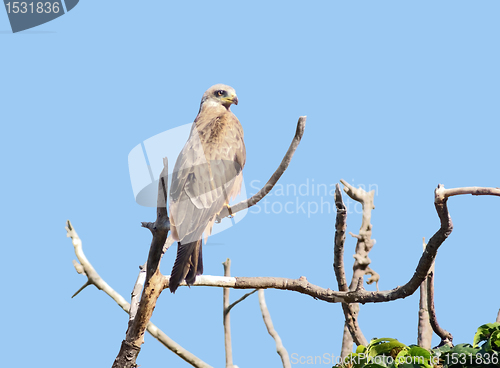 Image of Black Kite on a bough