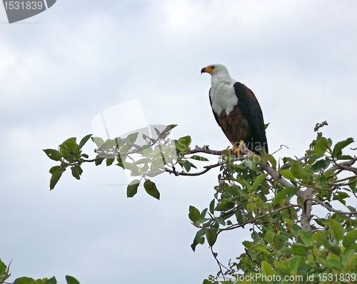 Image of african sea eagle in treetop