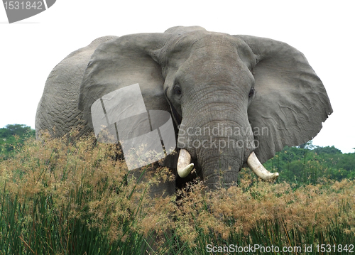 Image of Elephant in high grassy vegetation