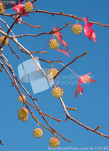 Image of Autumn