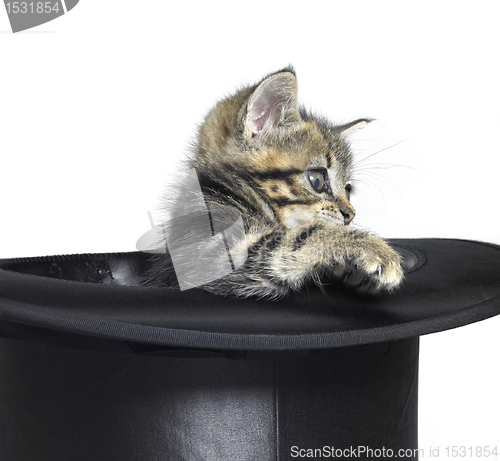 Image of kitten in top hat