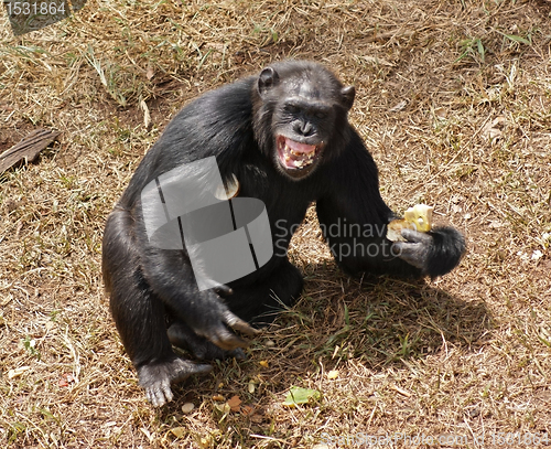 Image of chimpanzee baring teeth