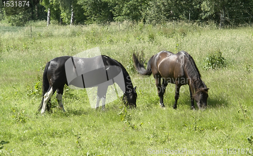 Image of two horses out at fed