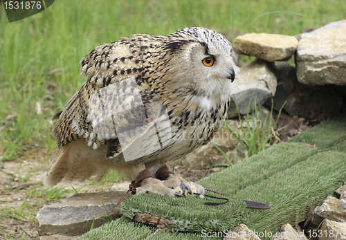 Image of Long-eared Owl at feed