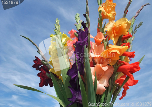 Image of bunch of gladioli flowers