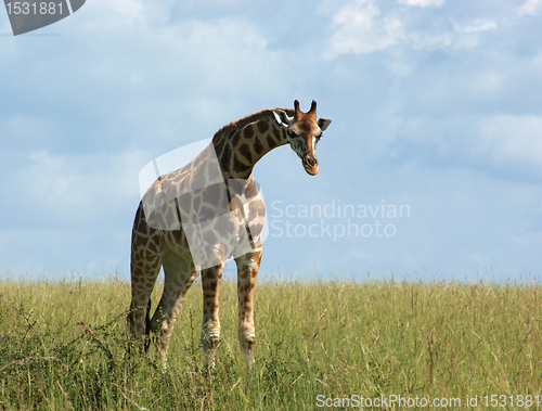 Image of Rothschild Giraffe in african grassland