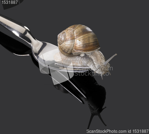 Image of Grapevine snail on fork