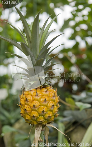 Image of Pineapple fruit in natural back