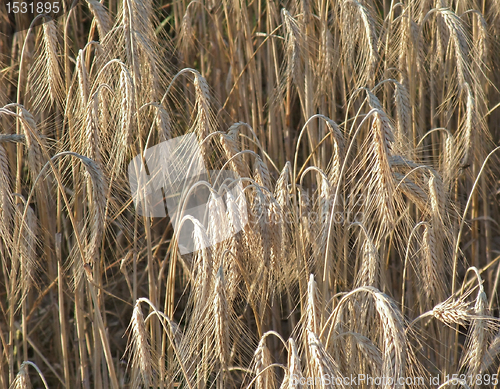 Image of full frame barley detail