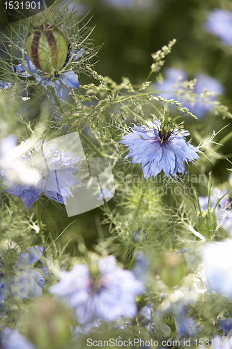 Image of lots of nigella damascena flowers