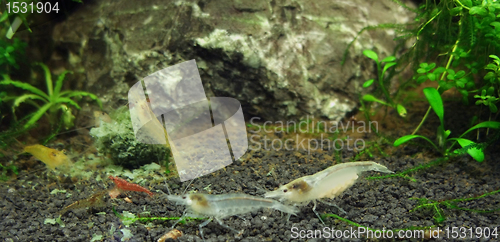 Image of fresh water shrimps