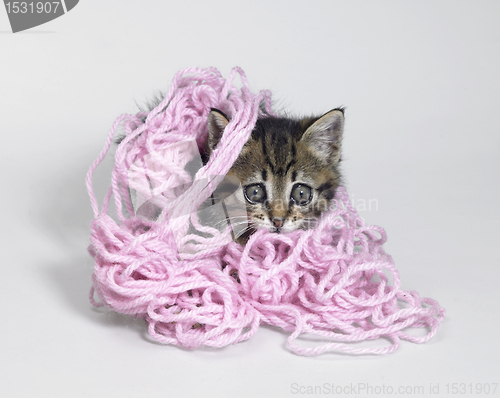 Image of kitten under wool