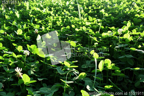 Image of Clover closeup