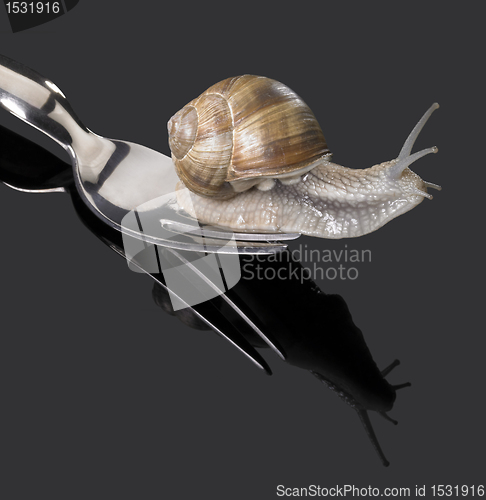 Image of Grapevine snail on fork