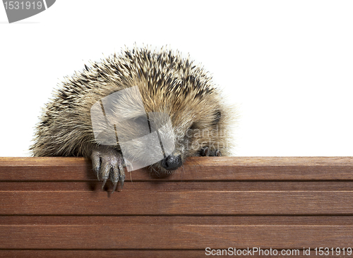 Image of hedgehog and wooden panel