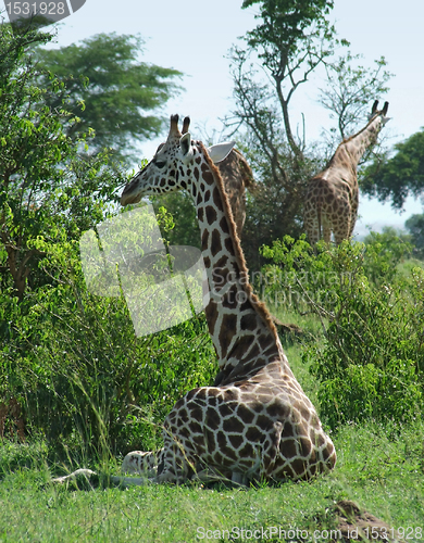 Image of sunny illuminated Giraffes in Uganda