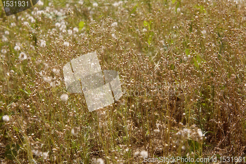 Image of withered plant background