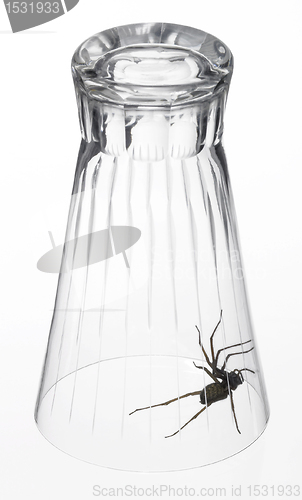 Image of spider under a drinking glass