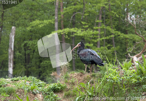 Image of Northern Bald Ibis