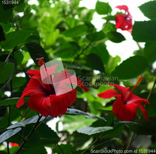 Image of red tropical flowers
