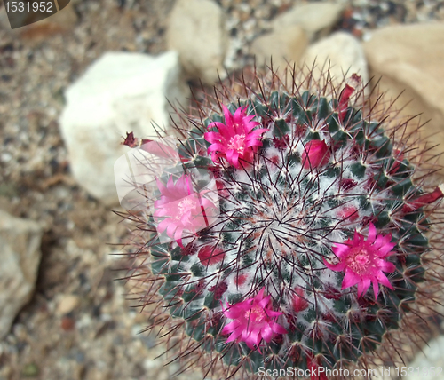 Image of cactus in flower