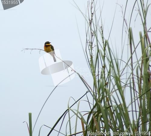 Image of little Bee-eater in Africa