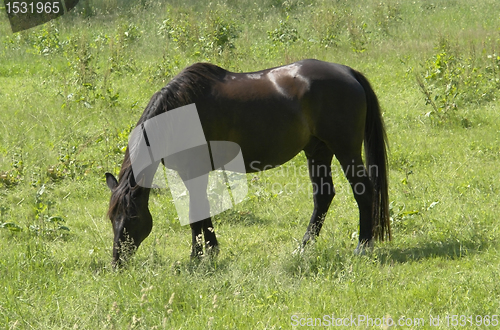 Image of dark brown horse out at fed