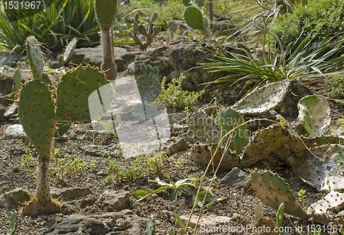 Image of various cacti in sunny ambiance