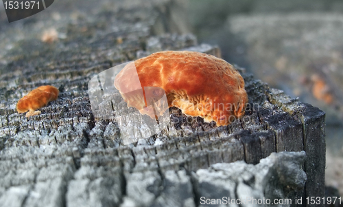 Image of red fungus