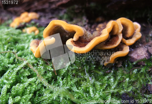 Image of colorful fungus detail