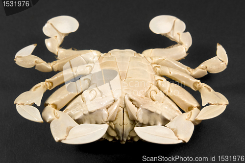 Image of underside of a moon crab