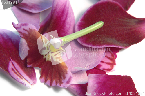 Image of destroyed violet orchid flower