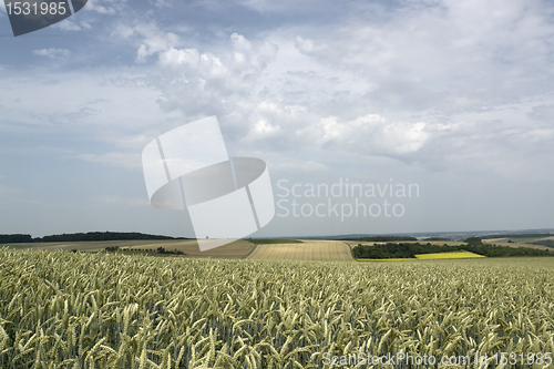 Image of rural pictorial agriculture scenery at summer time