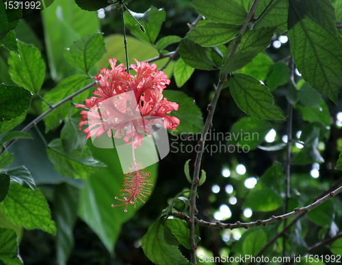 Image of exotic red flower