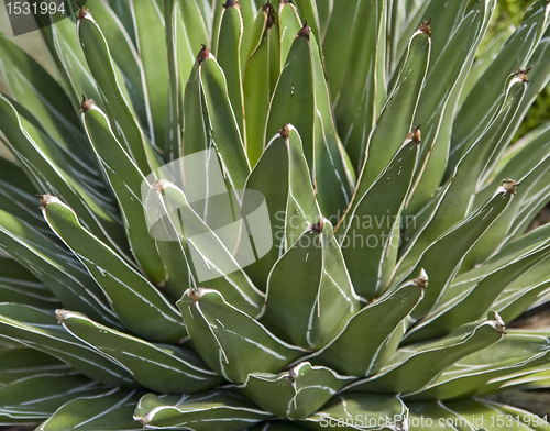 Image of succulent plant detail